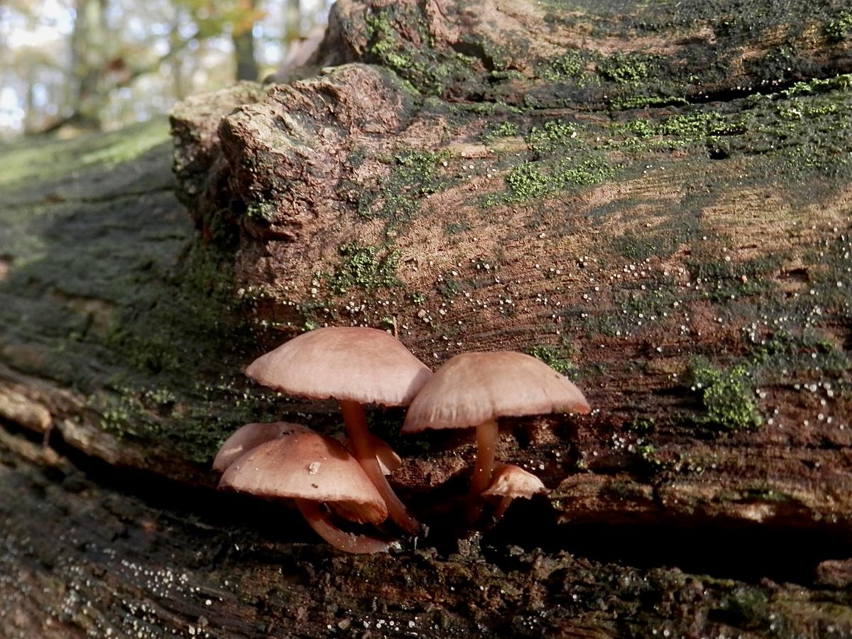 Pilze 01