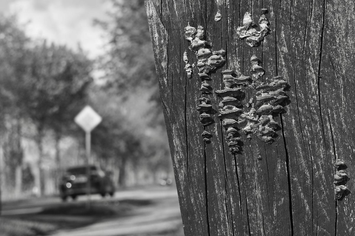 Pilze 03