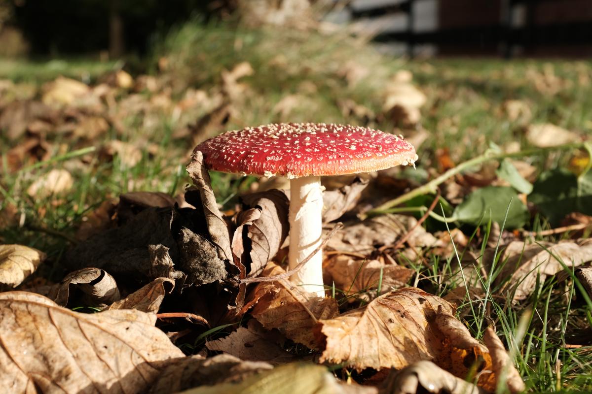 Ich genieße die Herbstsonne