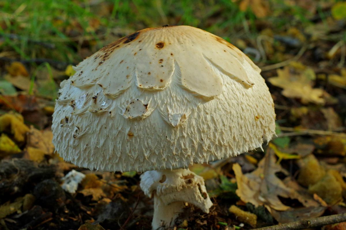 Verspeisen, lieber nicht.