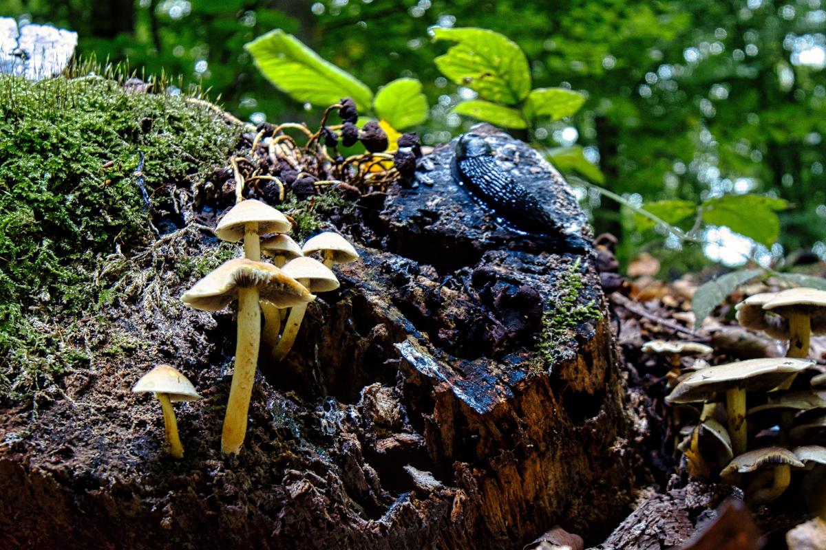 Eine Schnecke nähert sich.
