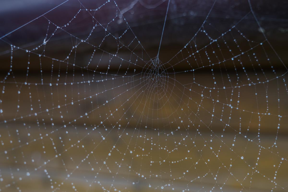 Spinnennetz im Regen