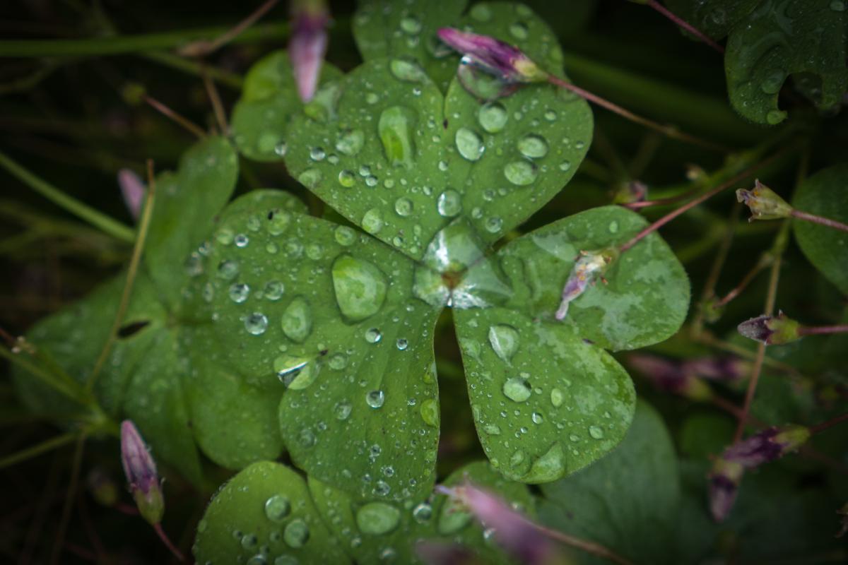 Kleeblatt im Regen