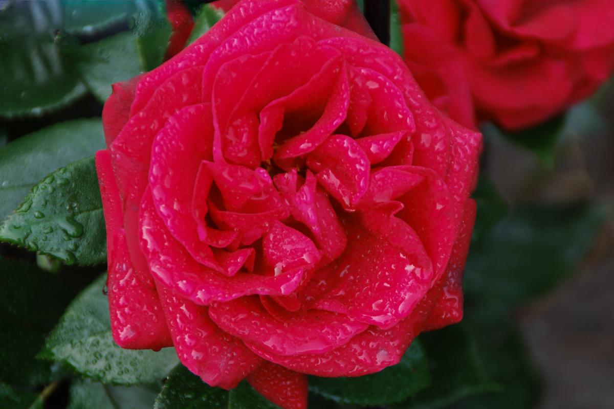 Rose im Regen
