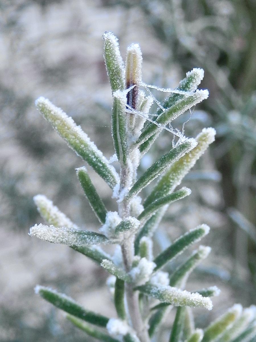 Rosmarien in Winterfrost  