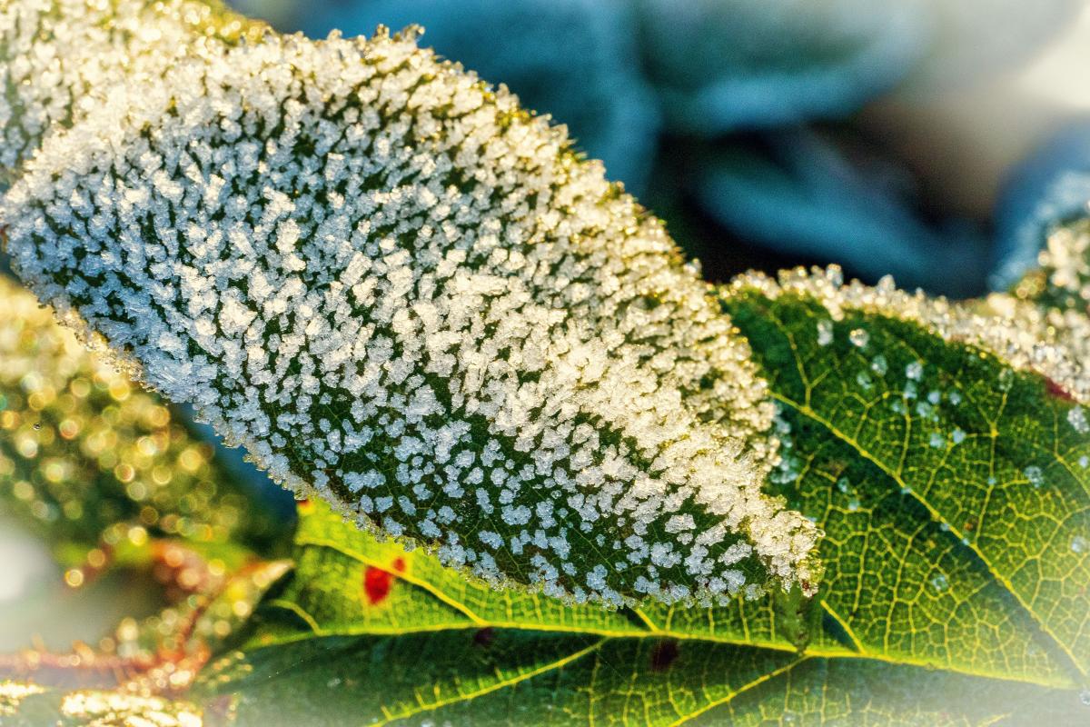 Blatt mit Raureif_2
