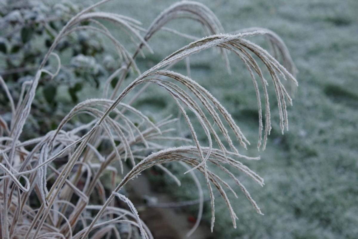 Gras mit Raureif