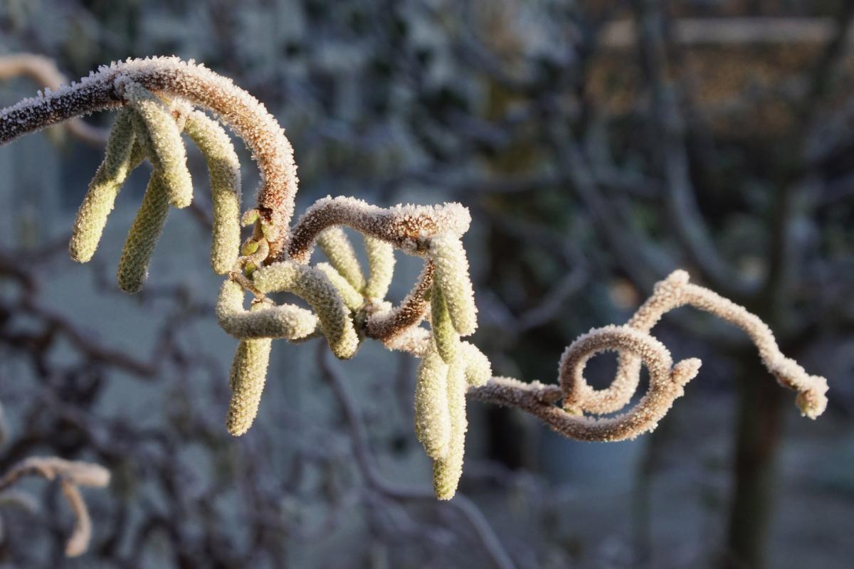 Nussbaumzweig im Winter