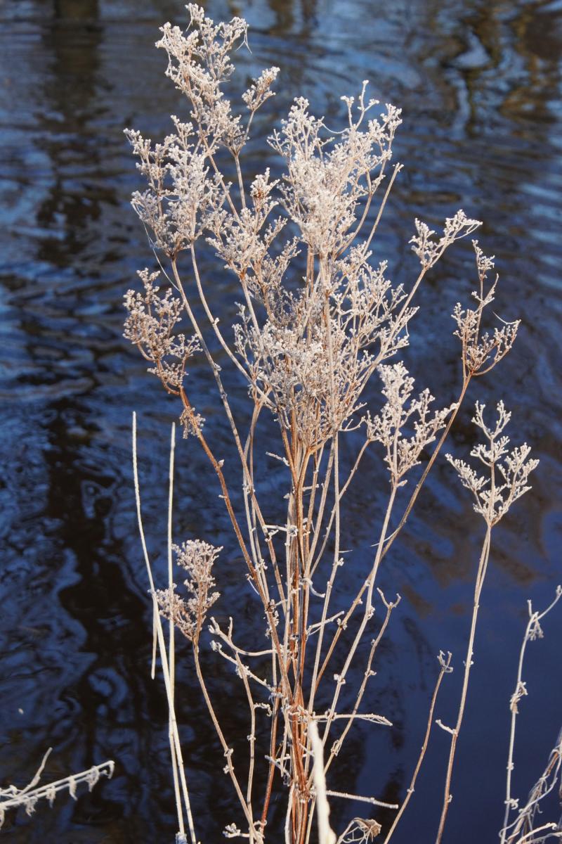 Wildkräuter am Wasser