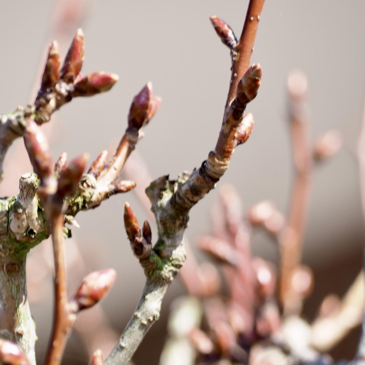Die Knospen 