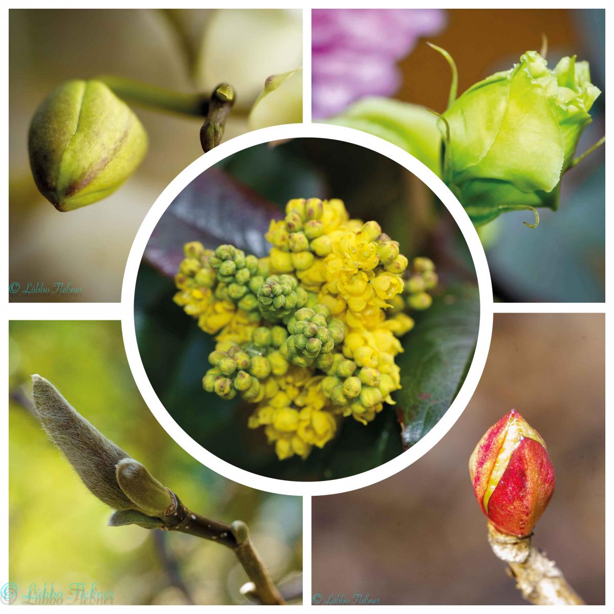 Knospen_Collage