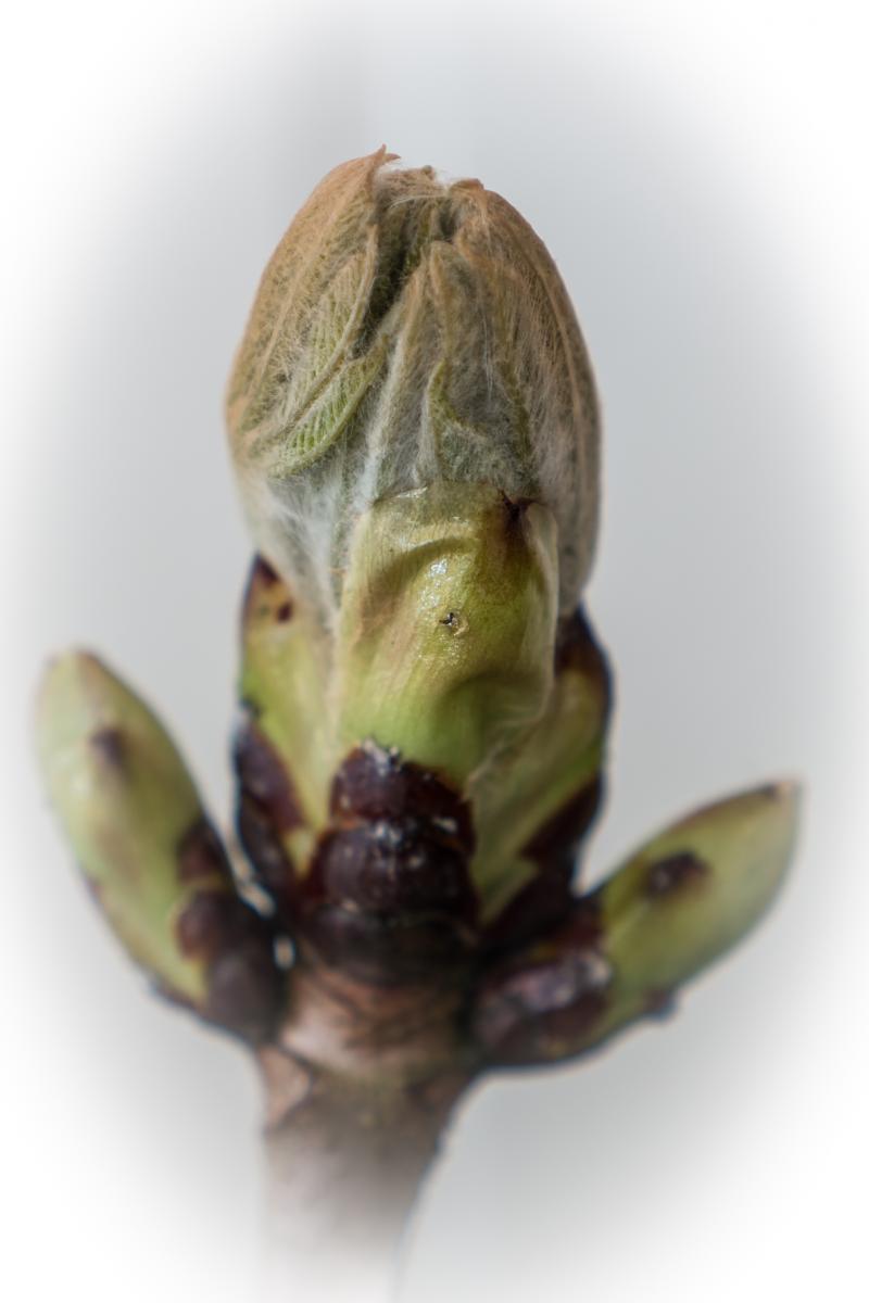 Kastanienknospe