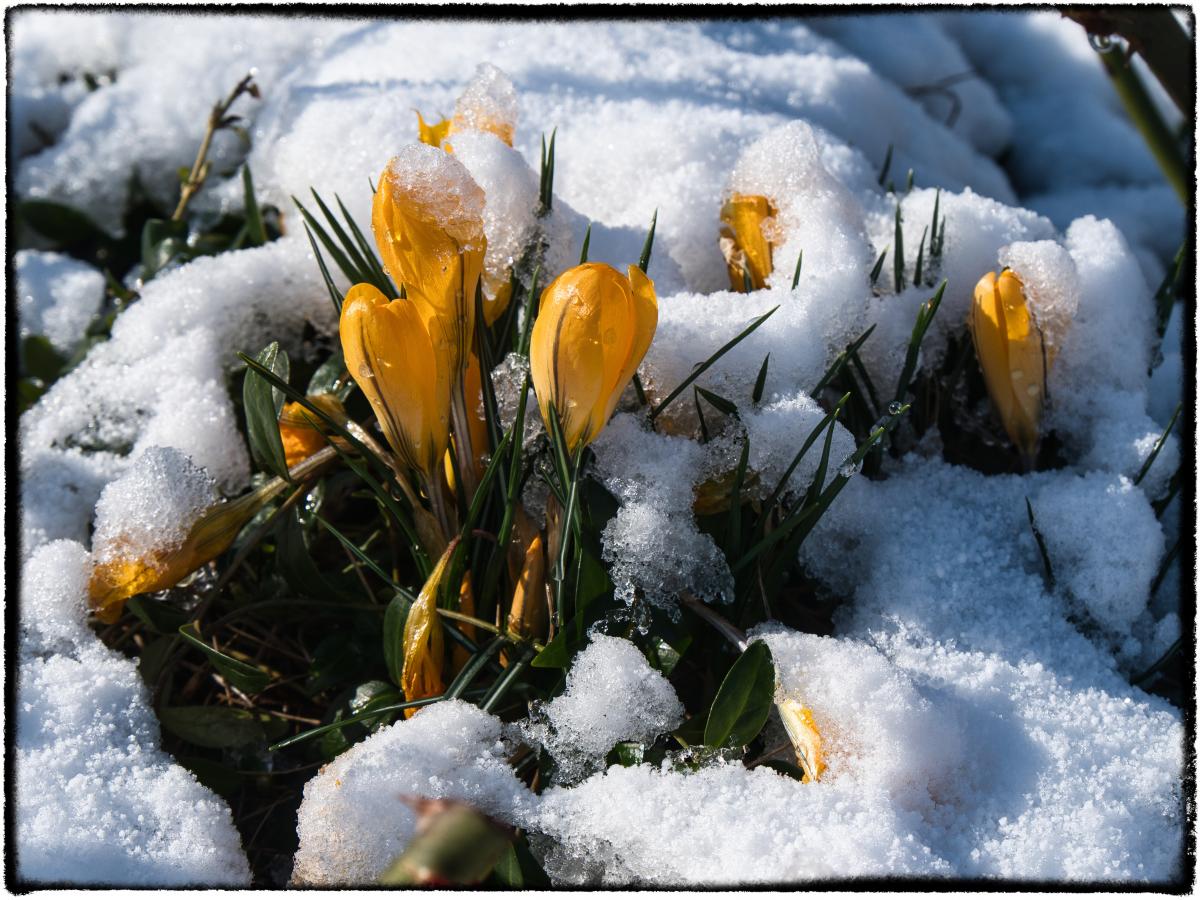 Krokusse im Schnee