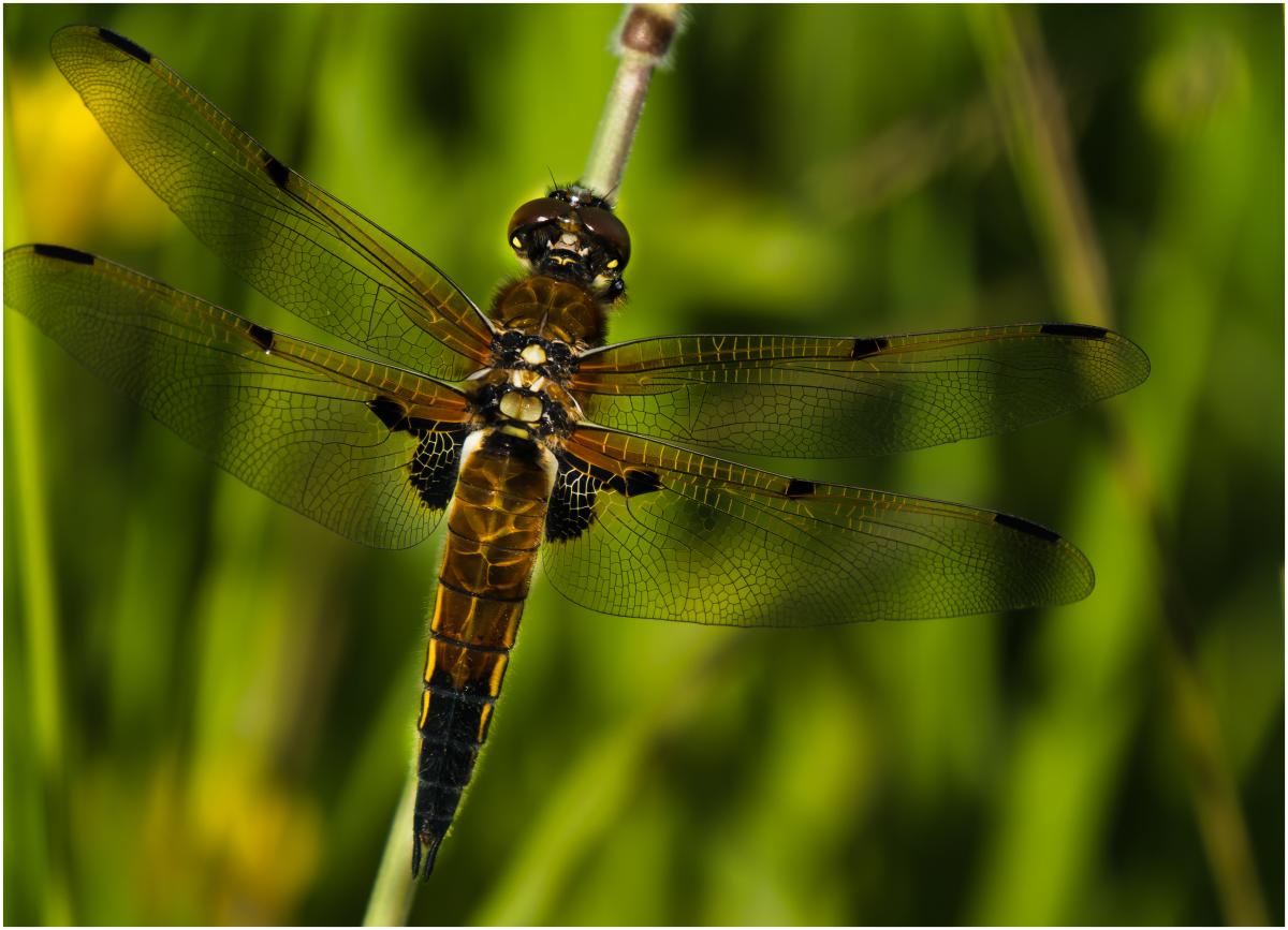Libelle