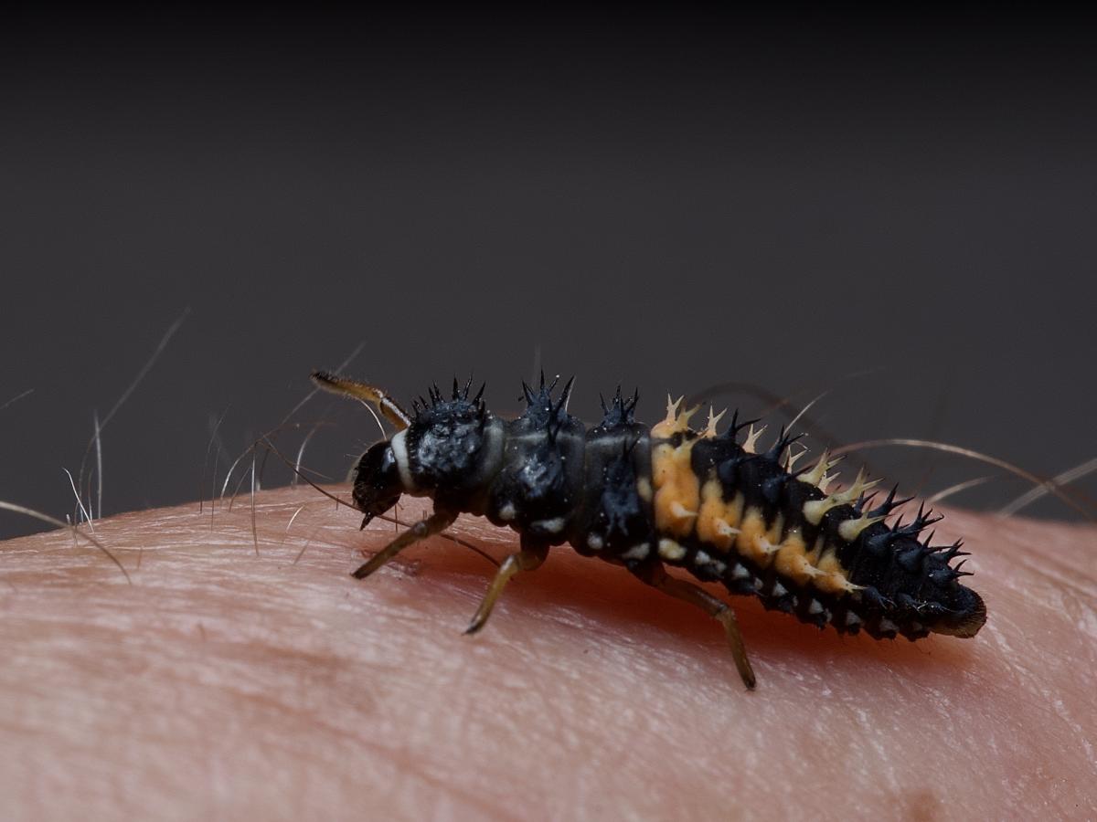 Asiatischer Maikäfer