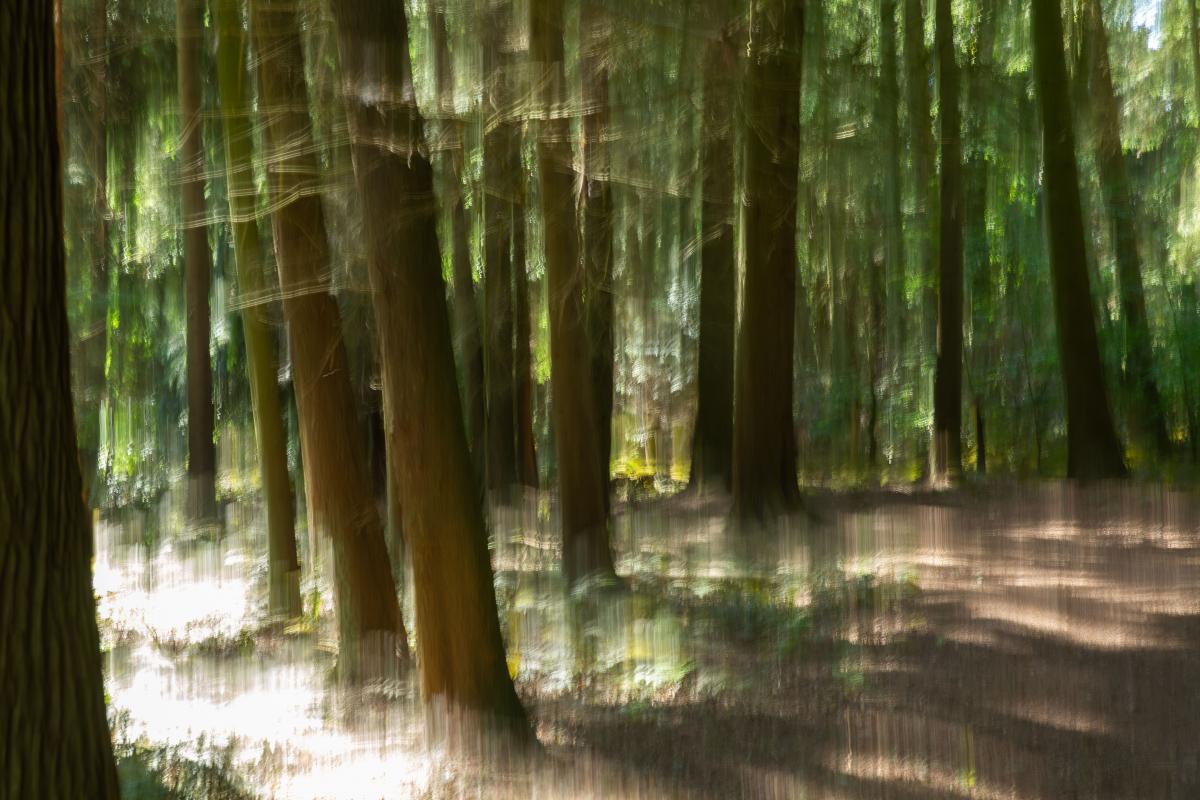 Baum2