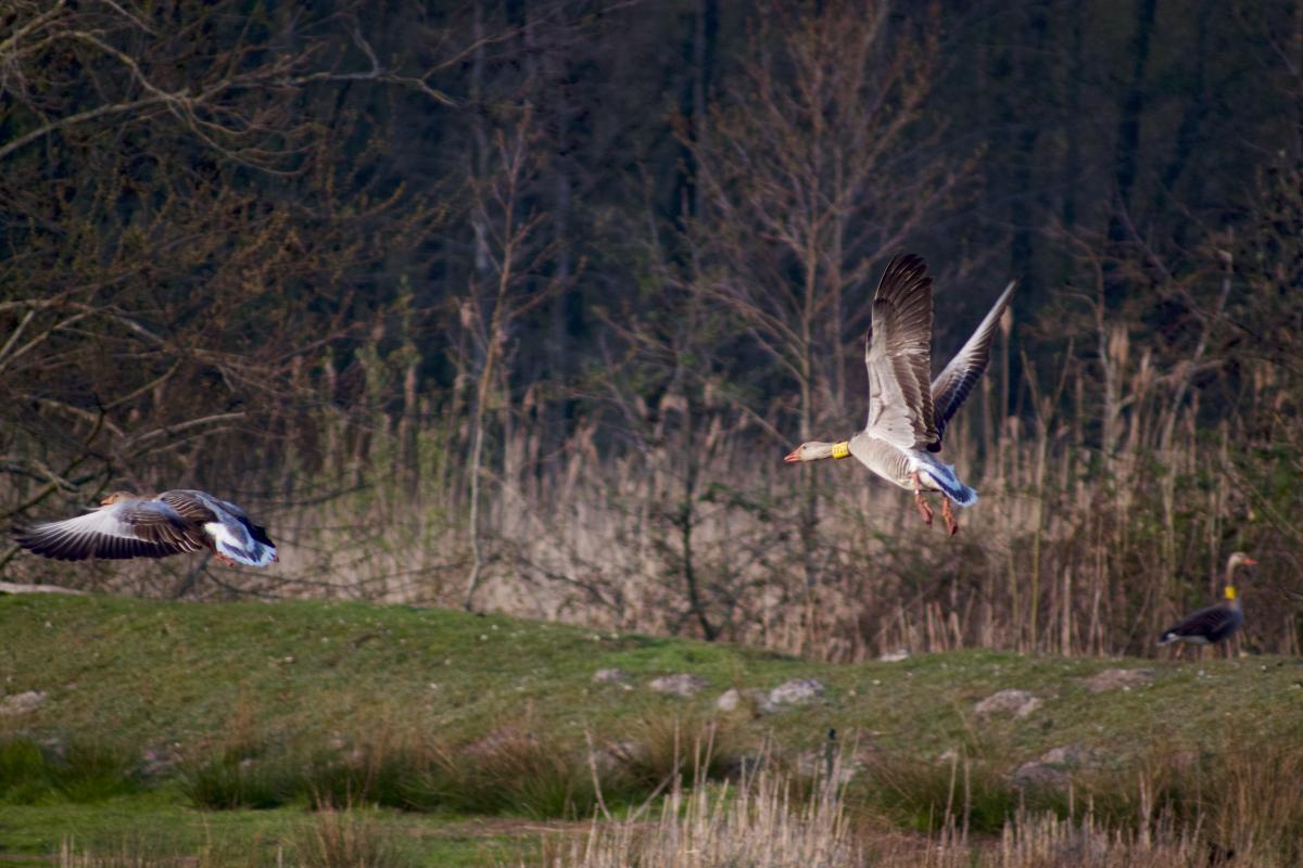 Gänse im Flug