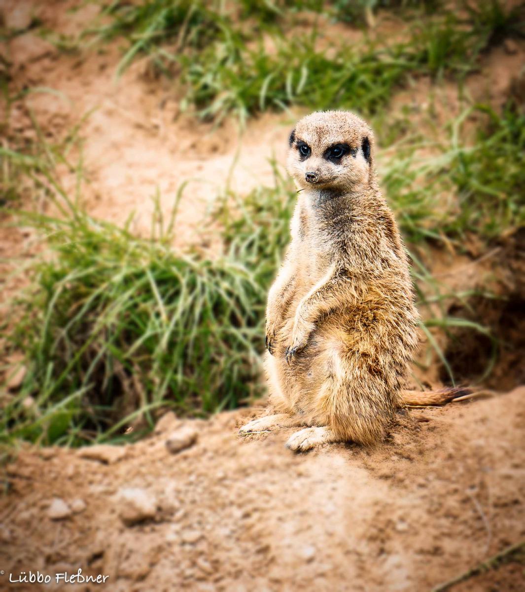 Erdmännchen