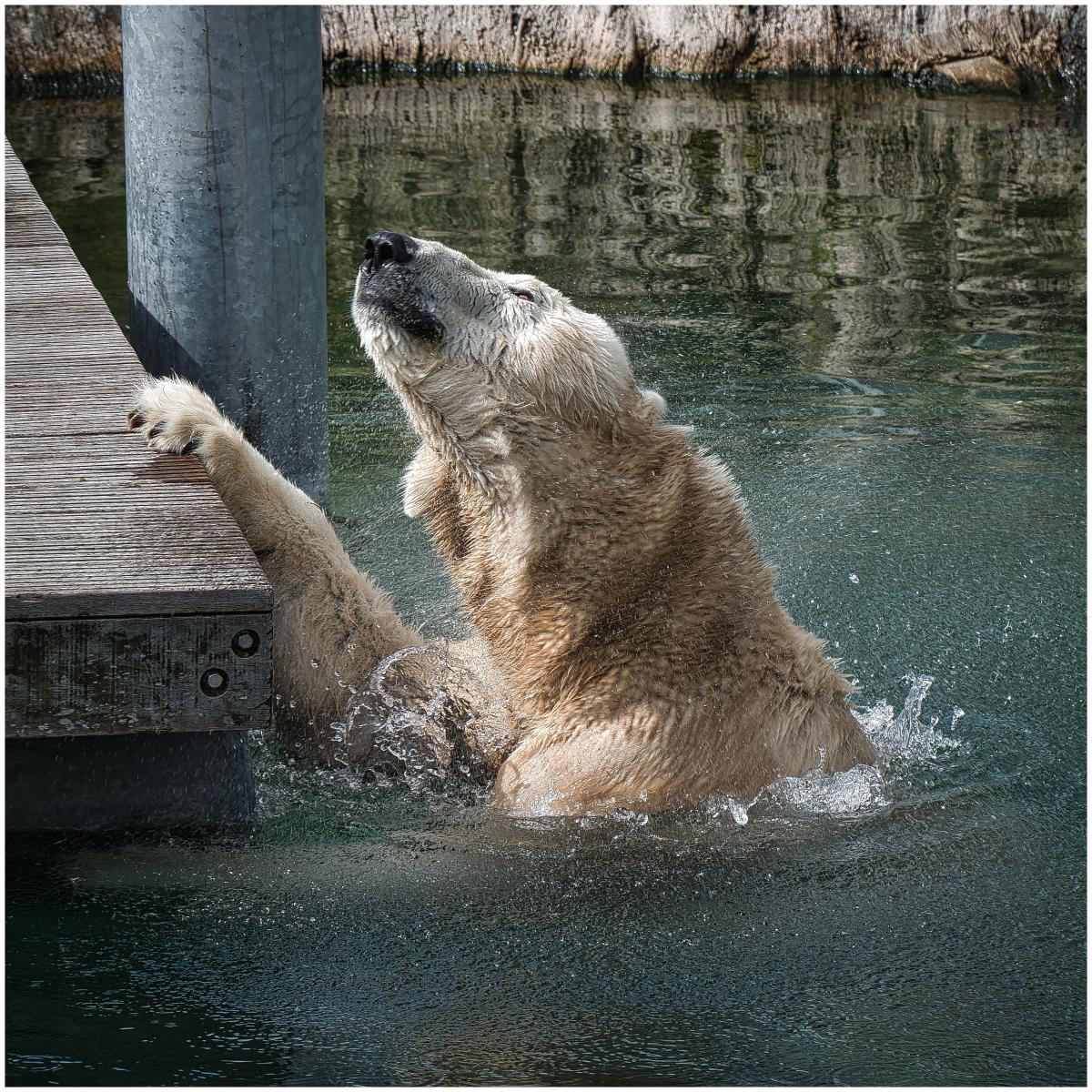Eisbär