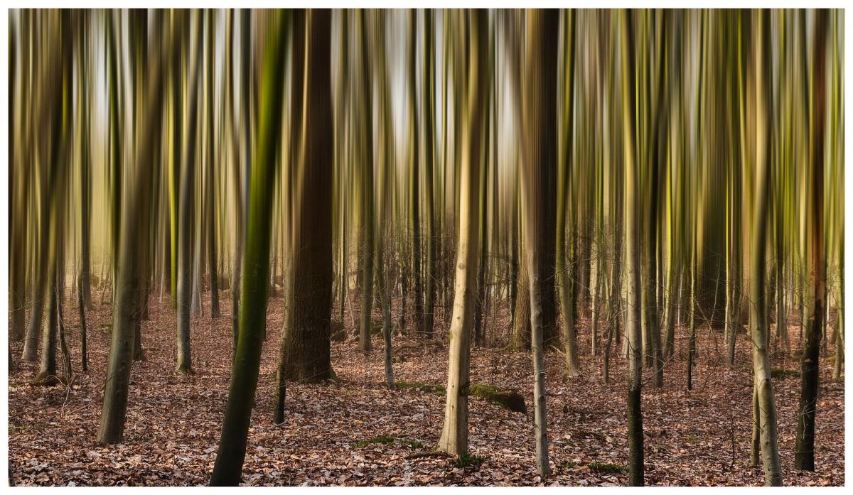 Wald - Unschärfe -