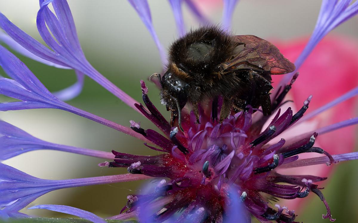 Hummel in der Blüte