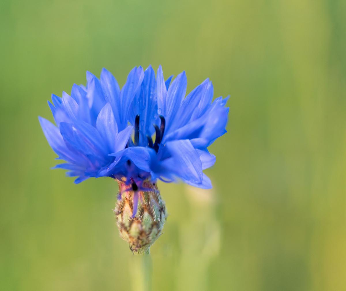 Kornblune mit Focus Stacking