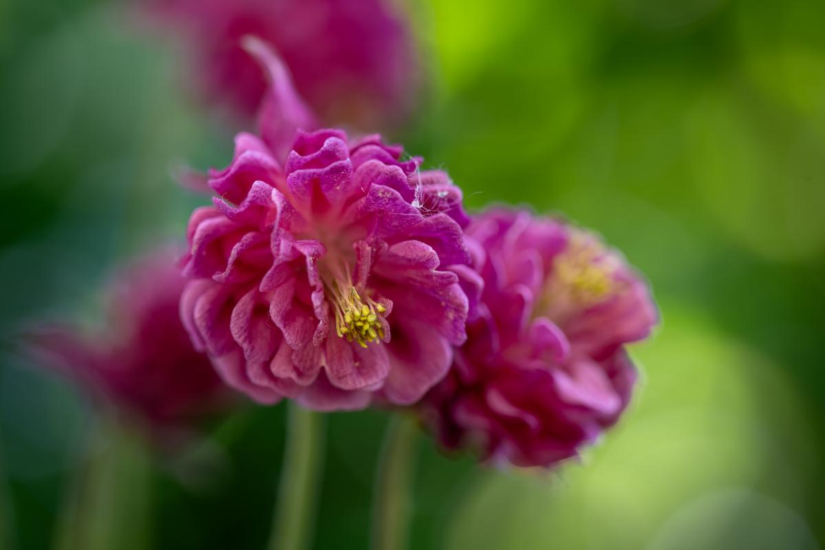 Akelei Blume im Garten