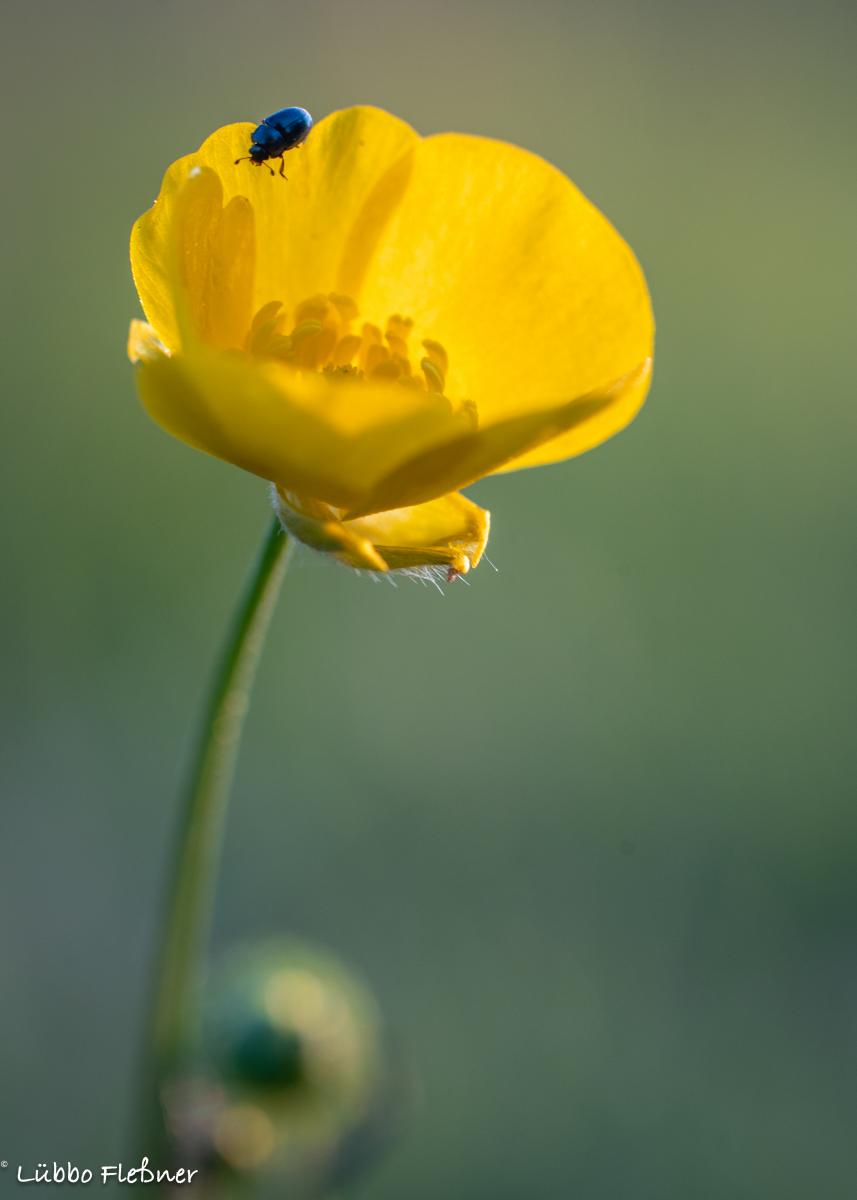 Hahnenfuß oder Sumpfdotter Blume auf der Wildblumenwiese nebenan, in der untergehenden Sonne fotografiert