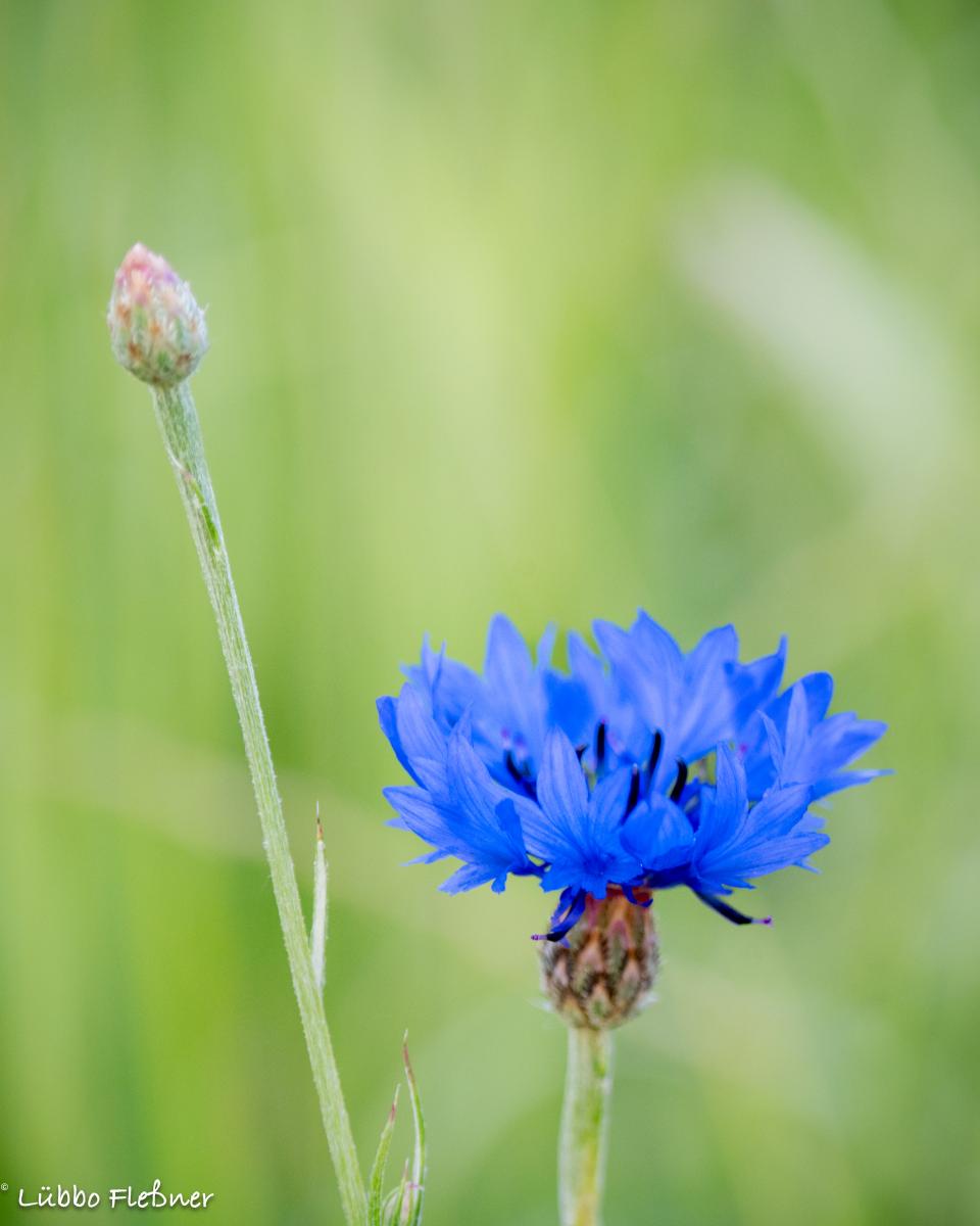 Kornblume im Wildblumenfeld