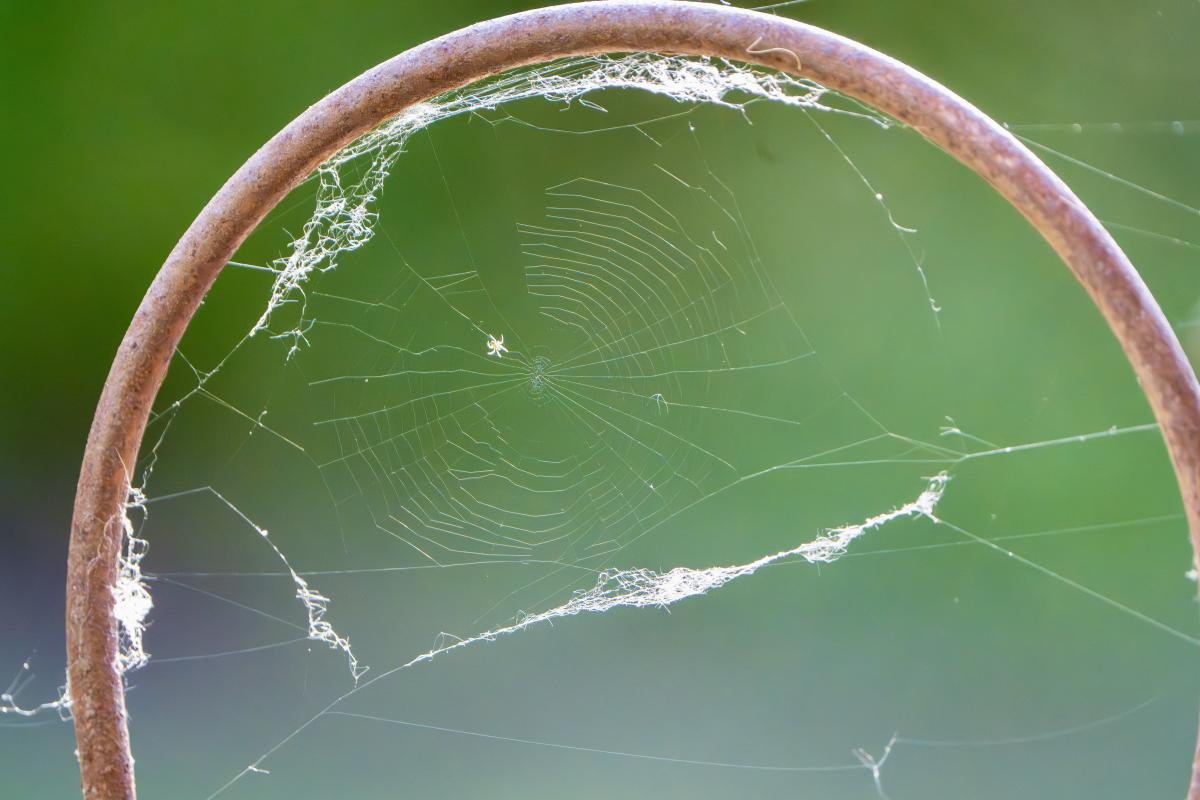 Spinngewebe im Garten