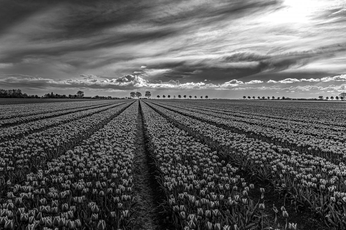 Tulpenfeld in Holland