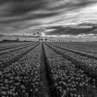 Tulpenfeld in Holland