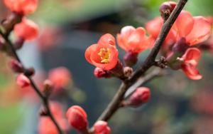 Frühlingsblüten (Monatsthema April 2025)
