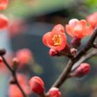 Frühlingsblüten (Monatsthema April 2025)