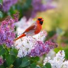 ROTER VOGEL