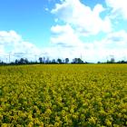 Bienen Paradies