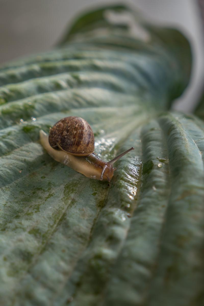 Schnecken mögen Blätter
