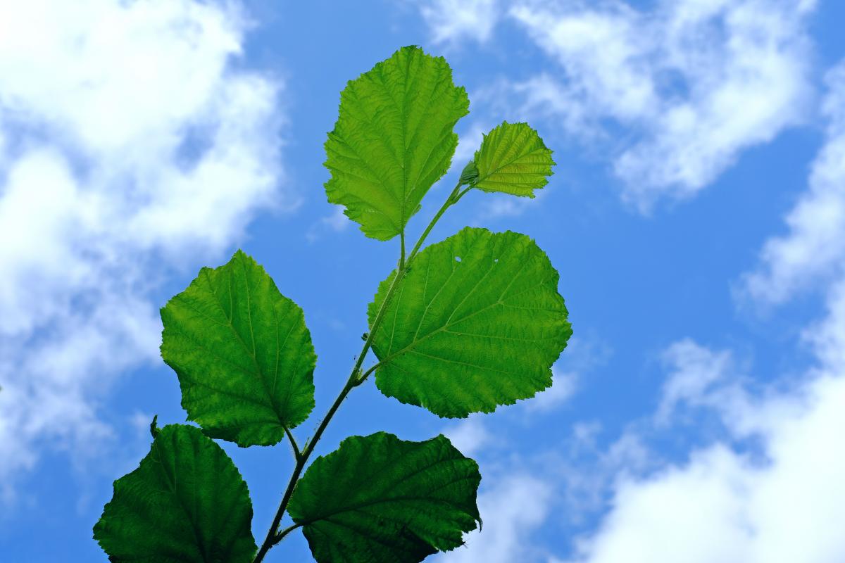 Grün ist auch eine schöne Farbe
