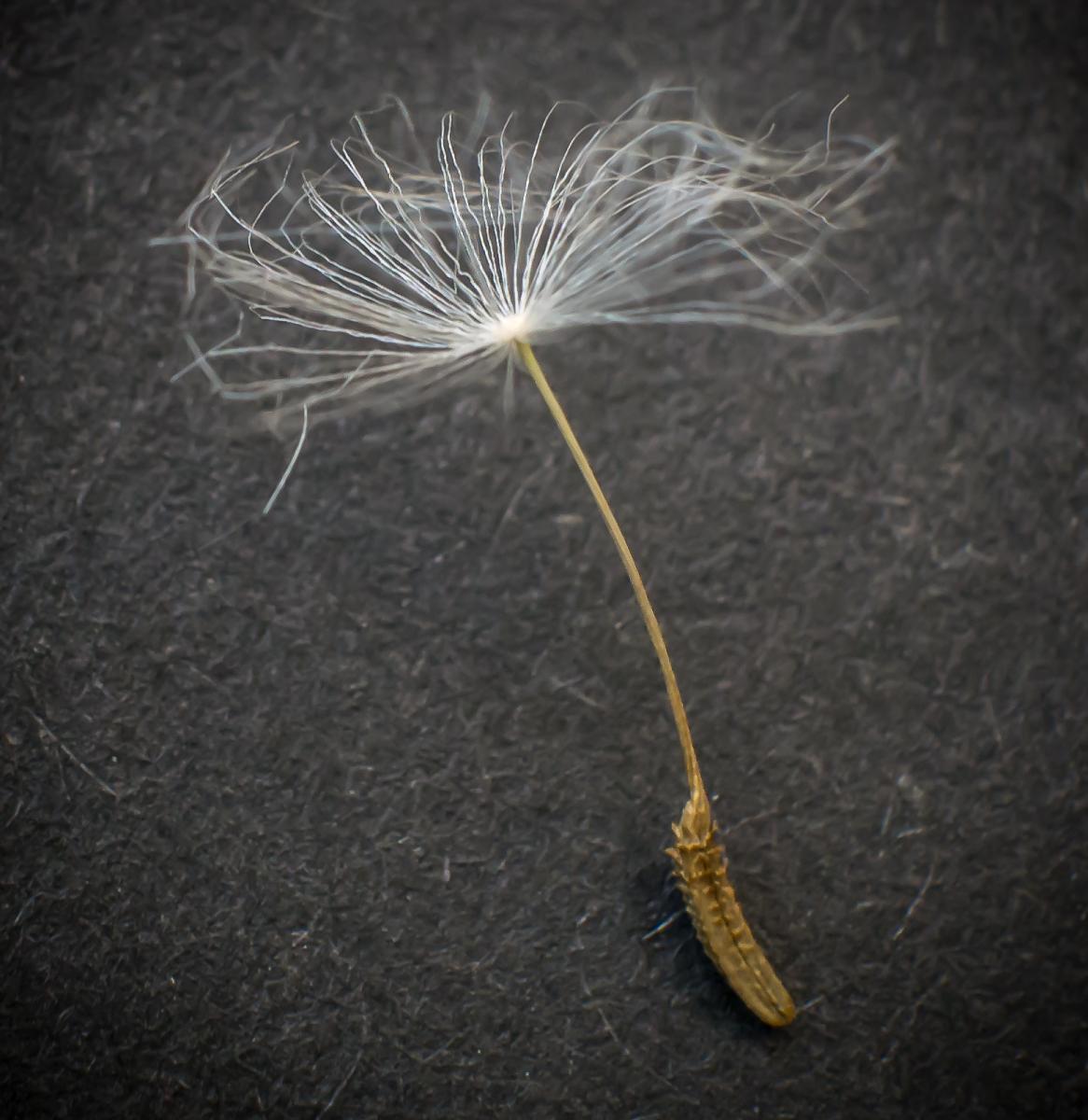 Pusteblume