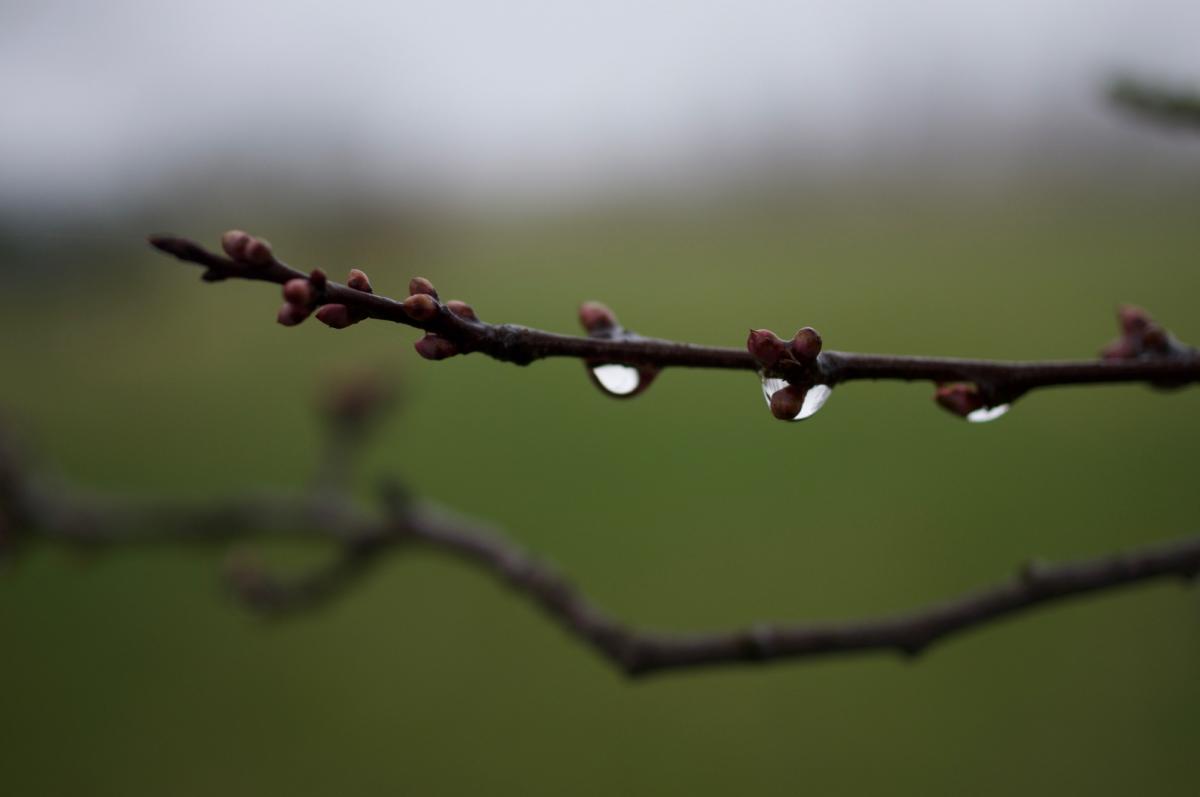 Erste Knospen