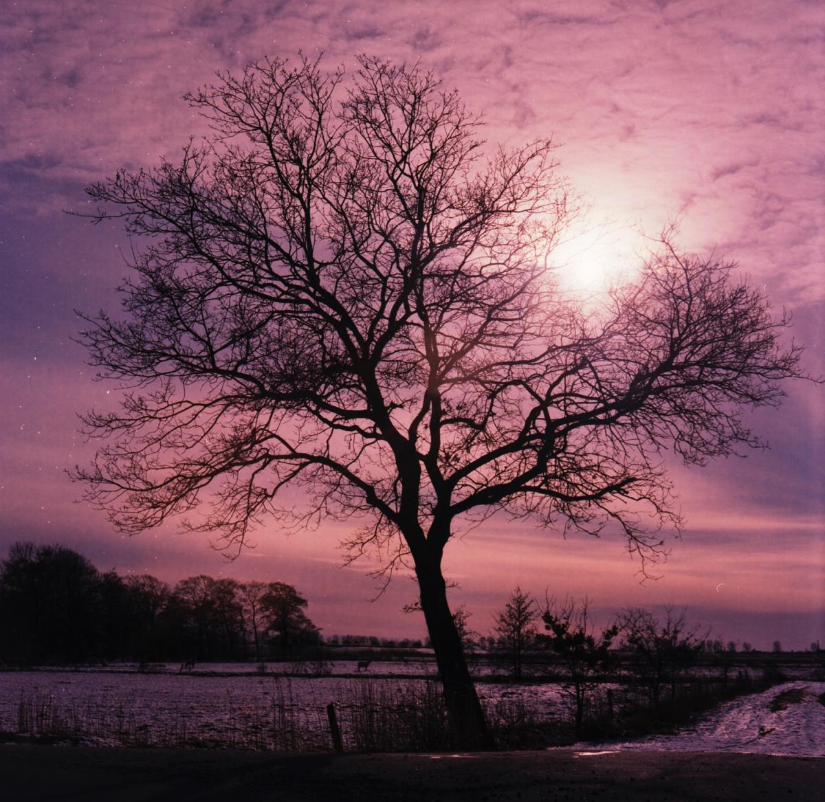 Baum im Gegenlicht
