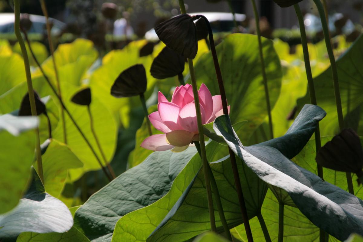 Blumen in Frankreich