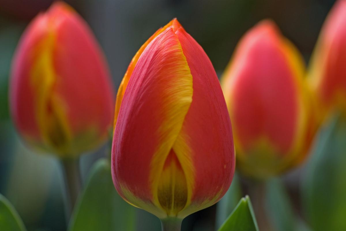 Tulpenpracht