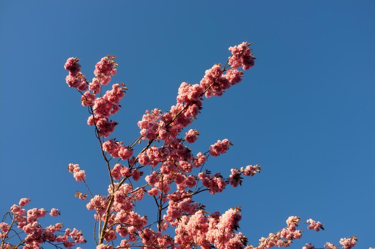 Blütenhimmel