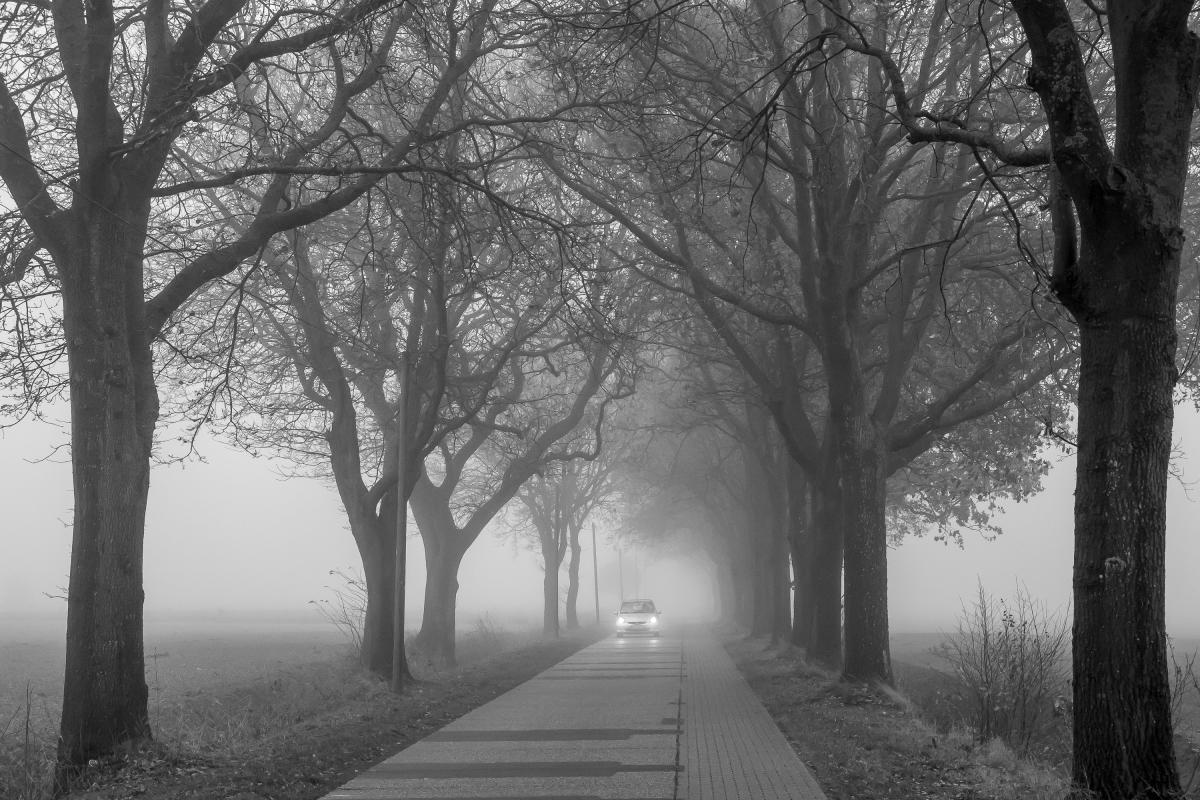 20181206 Allee im Nebel
