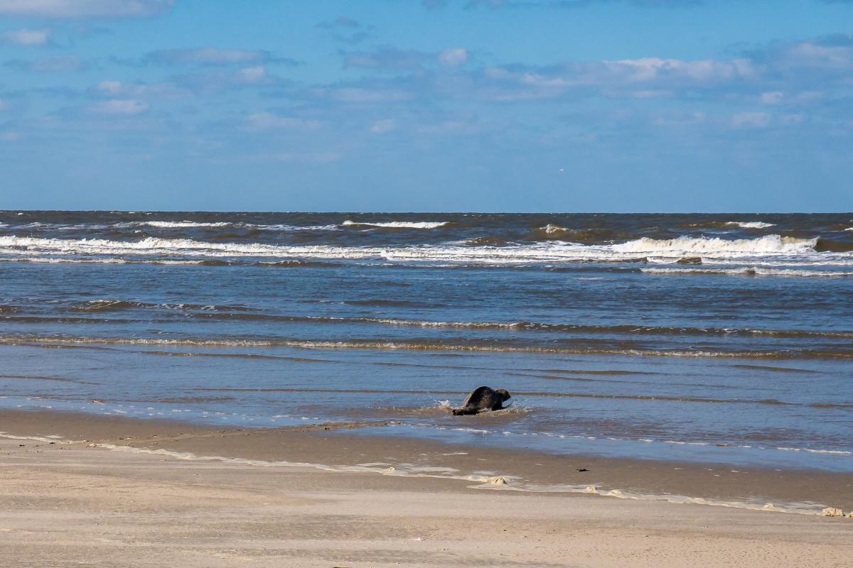 Seehund am Strand